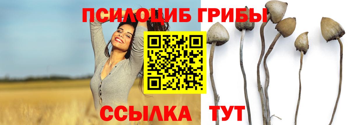 Псилоцибиновые грибы Psilocybine cubensis Славгород